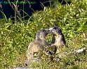 Marmottes 9162_wm